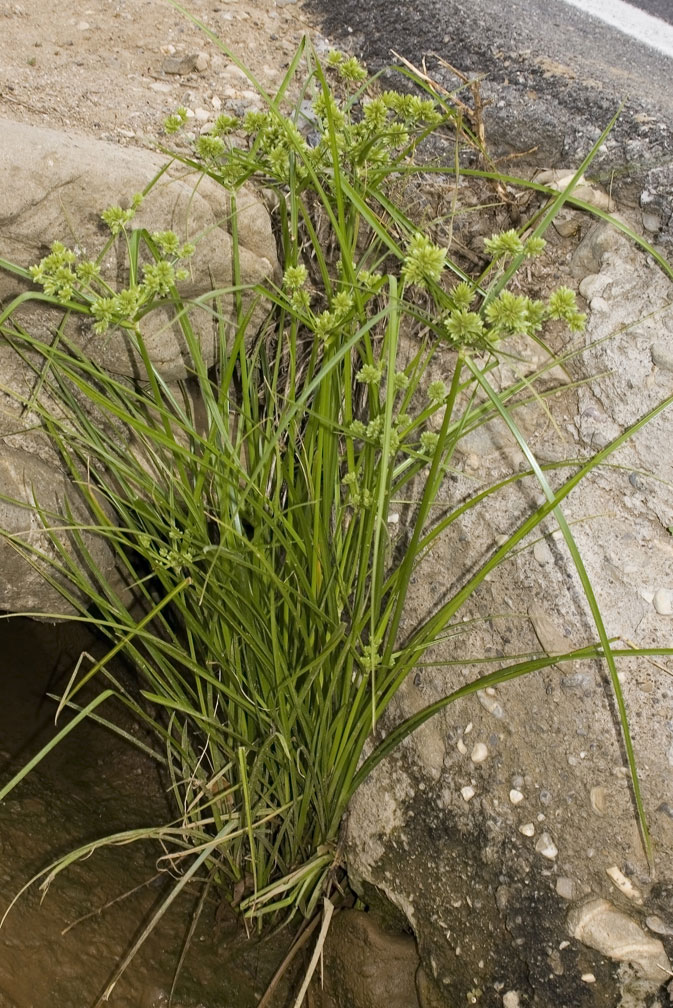 Cyperus eragrostis